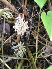 Sebacina schweinitzii