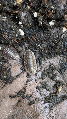 Oniscus asellus