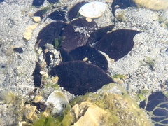 Dendraster excentricus