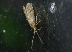 Ecnomidae