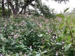 Impatiens glandulifera