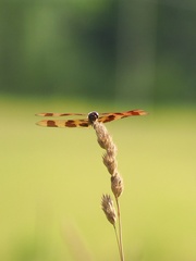Celithemis eponina