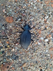 Carabus coriaceus