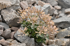 Noccaea rotundifolia