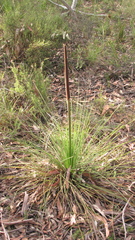 Xanthorrhoea