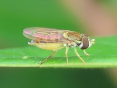 Toxomerus marginatus