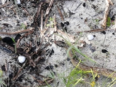 Crotaphopeltis hotamboeia