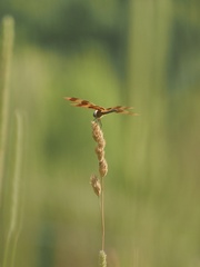 Celithemis eponina