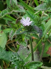 Elephantopus carolinianus