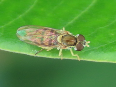 Toxomerus marginatus