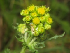 Sphenella marginata