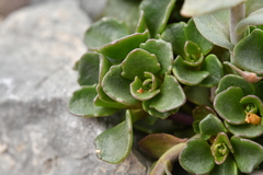Noccaea rotundifolia