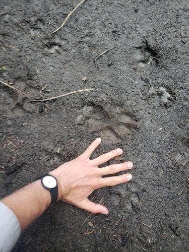 Gray Wolf photographed in Montana