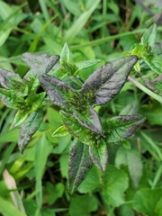 Elephantopus carolinianus