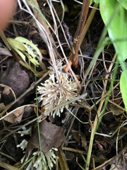 Sebacina schweinitzii