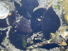 Dendraster excentricus