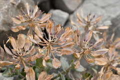 Noccaea rotundifolia