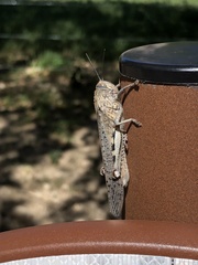 Anacridium aegyptium