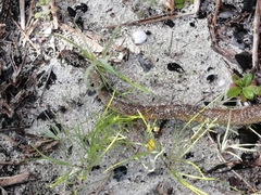 Crotaphopeltis hotamboeia