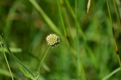 Dipsacoideae