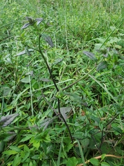 Elephantopus carolinianus