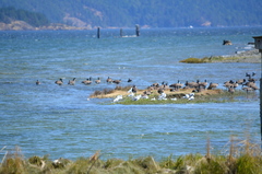Larus californicus