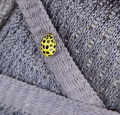 Psyllobora vigintiduopunctata