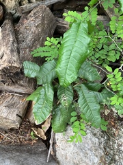 Petiveria alliacea