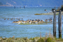 Larus californicus