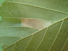 Phyllonorycter intermixta
