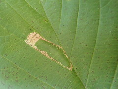 Phyllonorycter intermixta