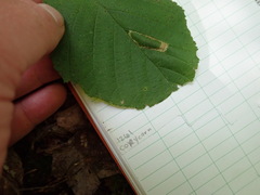 Phyllonorycter intermixta