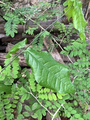 Petiveria alliacea