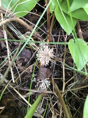 Sebacina schweinitzii