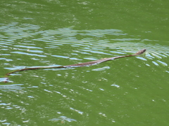 Nerodia sipedon sipedon