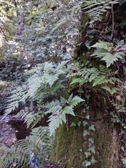 Davallia canariensis