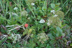Conioselinum gmelinii