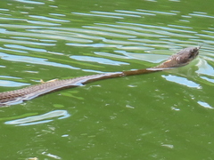 Nerodia sipedon sipedon