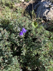 Campanula rotundifolia