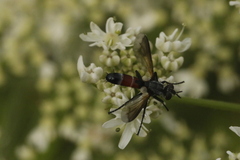 Cylindromyia