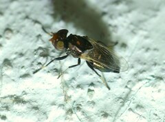 Physiphora alceae