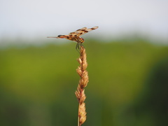 Celithemis eponina