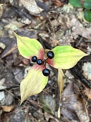 Medeola virginiana