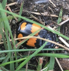 Nicrophorus vespilloides
