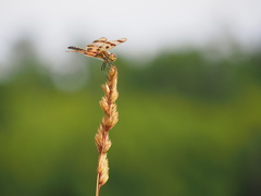 Celithemis eponina