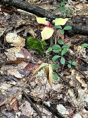 Medeola virginiana