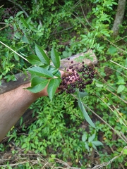 Sambucus