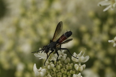 Cylindromyia
