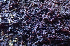 Frullania