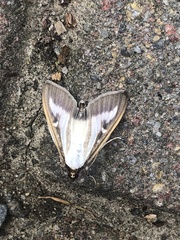 Cydalima perspectalis